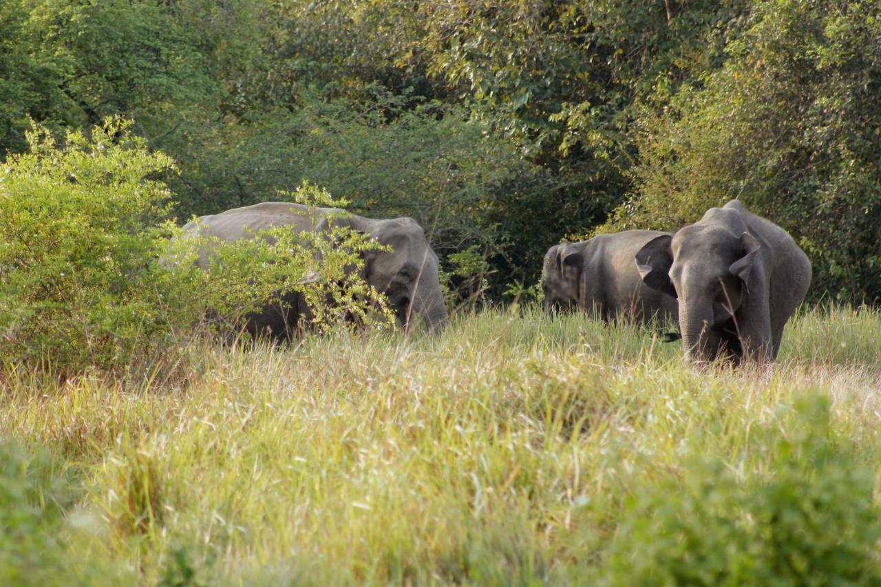 Wasgamu Safari Lodge Wasgamuwa المظهر الخارجي الصورة