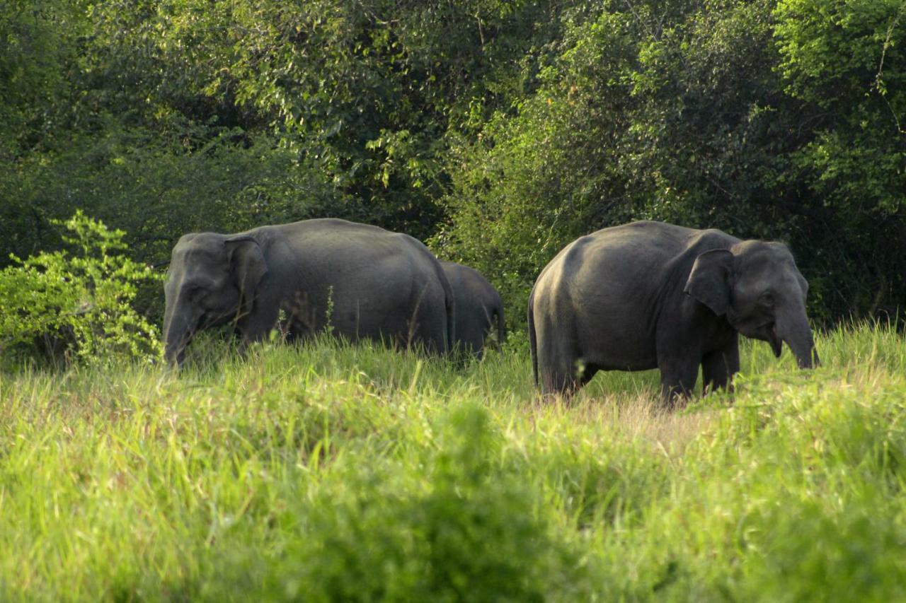 Wasgamu Safari Lodge Wasgamuwa المظهر الخارجي الصورة
