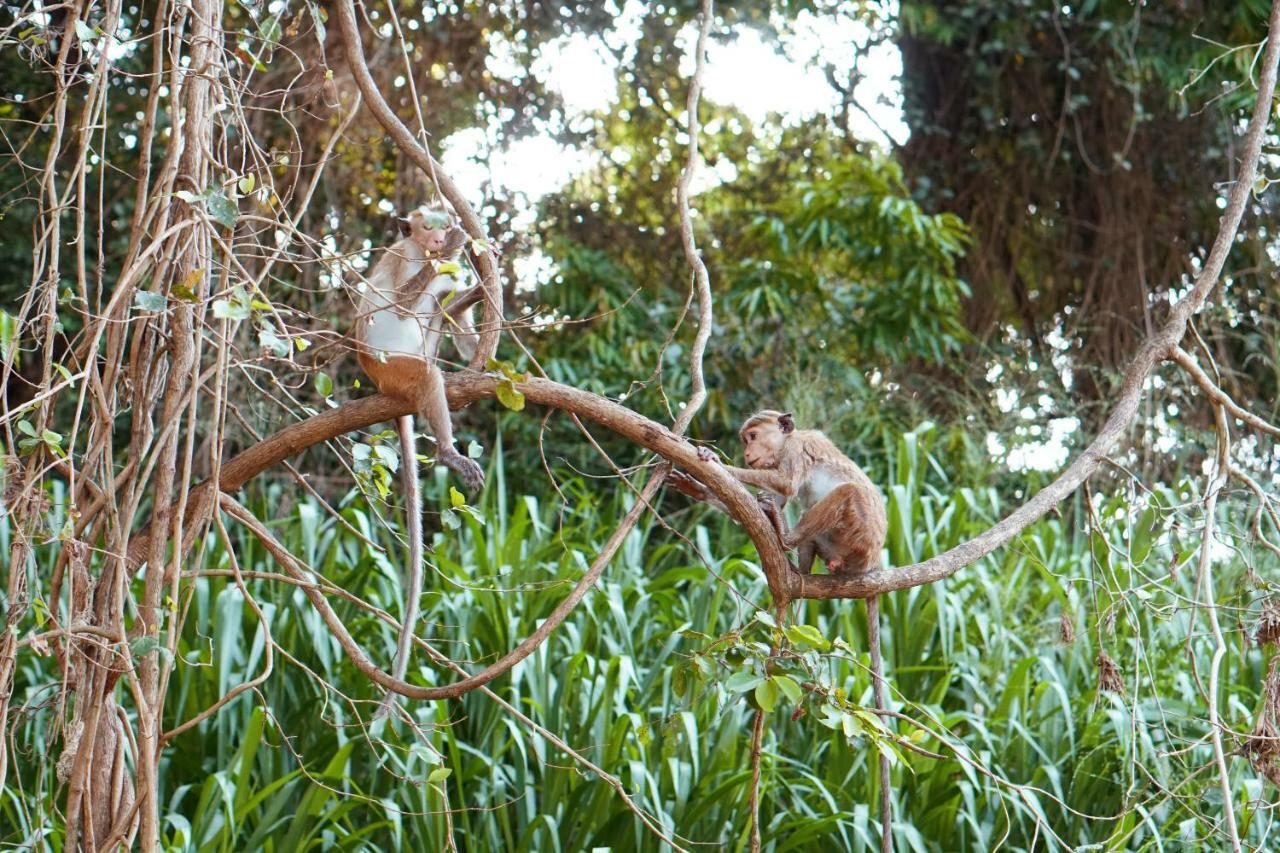 Wasgamu Safari Lodge Wasgamuwa المظهر الخارجي الصورة