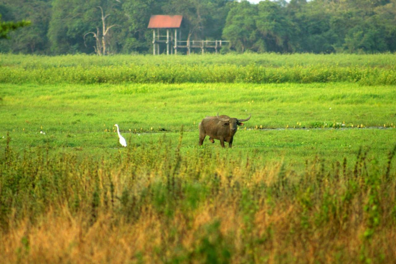 Wasgamu Safari Lodge Wasgamuwa المظهر الخارجي الصورة