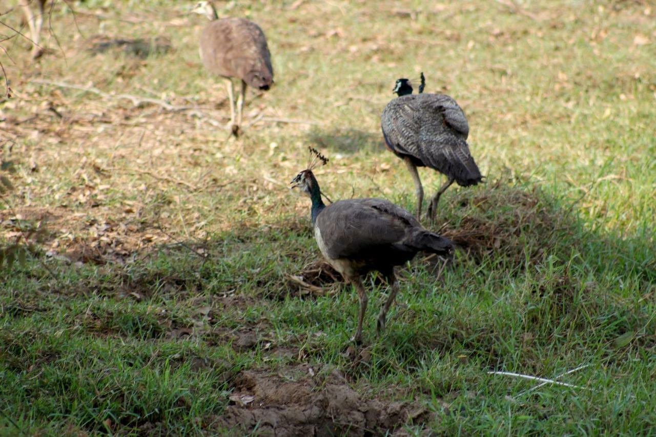 Wasgamu Safari Lodge Wasgamuwa المظهر الخارجي الصورة