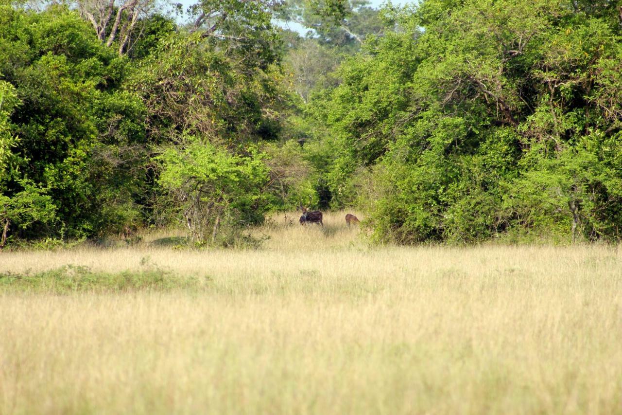 Wasgamu Safari Lodge Wasgamuwa المظهر الخارجي الصورة