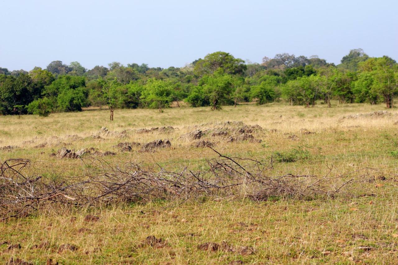 Wasgamu Safari Lodge Wasgamuwa المظهر الخارجي الصورة